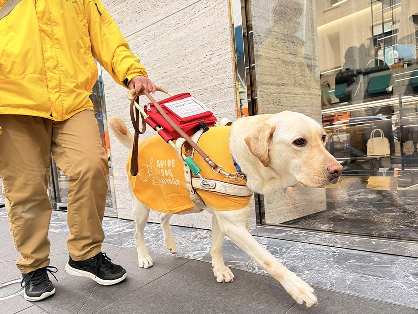 愛らしい犬たちも、街に出れば頼もしいパートナーに。盲導犬として、視覚障がいのある方の「歩く自由」を支えています。