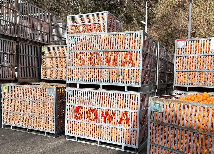 見たことがないほどのみかんの山！