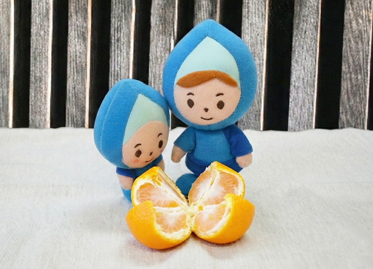 綺麗に4等分された有田みかん。これが有田むきのヒントに！？