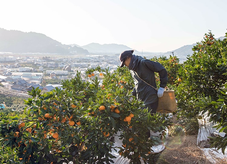 みかん農家の収穫の様子