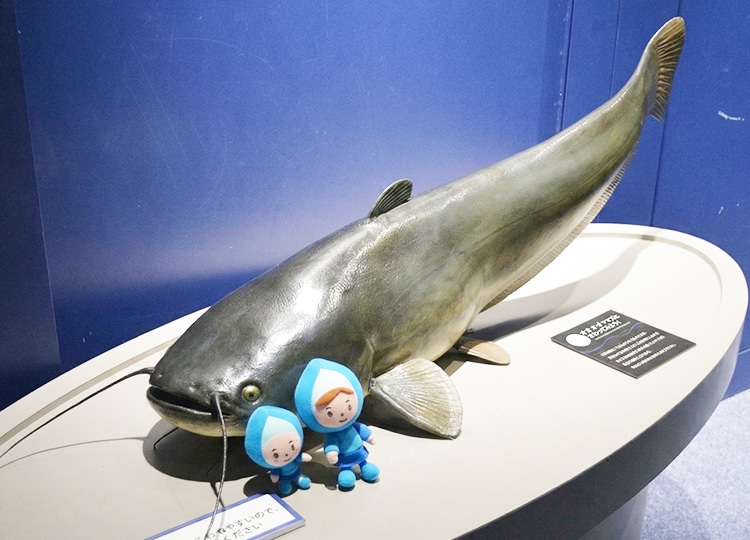 実物大のビワコオオナマズの模型。体が大きいので、ほかの生き物に襲われることはありません