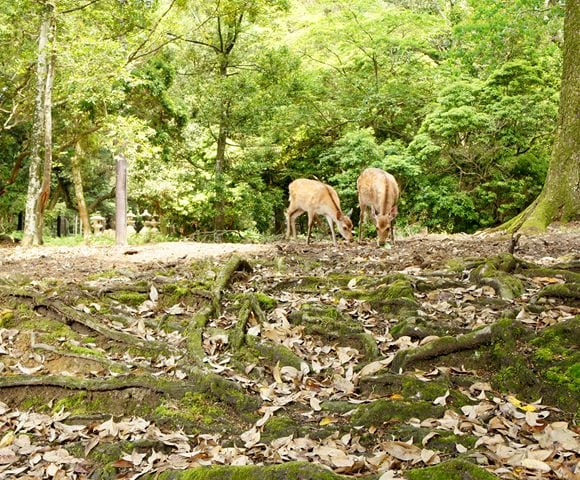 人間が手入れしなくても美しい奈良公園。