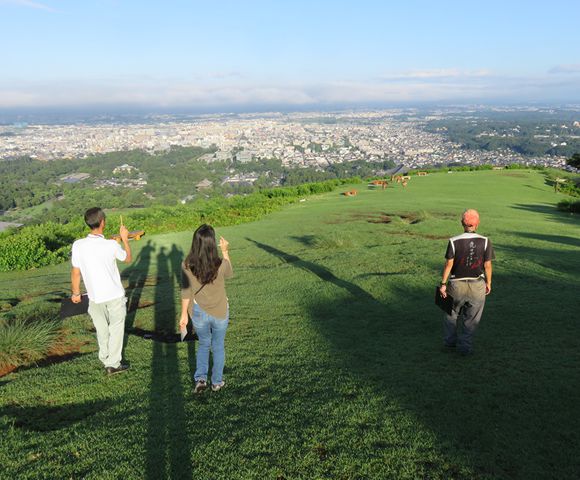 若草山にいるシカは、ドライブウェイで山頂まで上がり、山を下りながら目視!