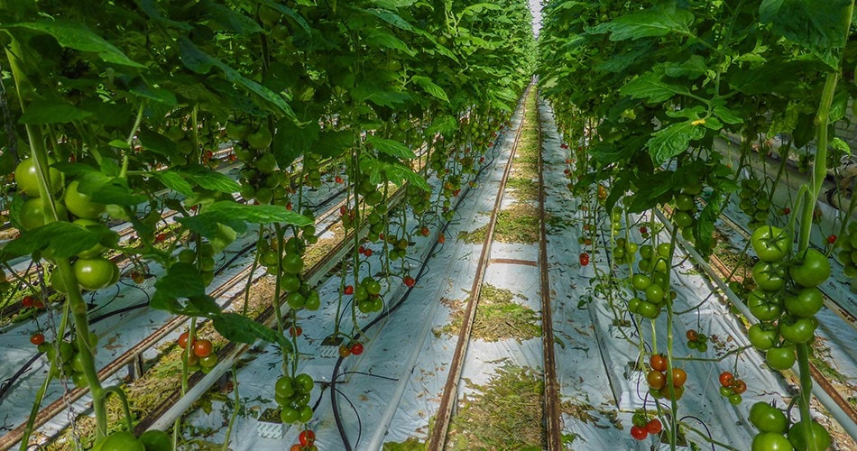 コンピューターがデータを解析して、植物の光合成が最も効率よく進む環境を自動的につくり出すオランダのスマート農業(flickr)