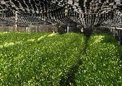 日本茶の高級ブランド『宇治茶』のナゾ