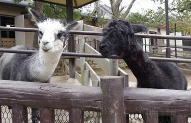 大阪府池田市のミニミニ動物園は愛がいっぱい！？