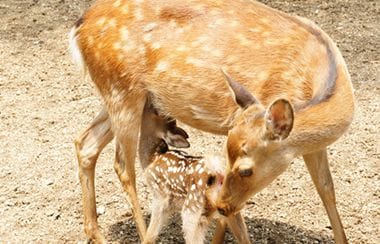 奈良公園のシカはどうやって数えているの？知られざる秘密の数々に迫る！