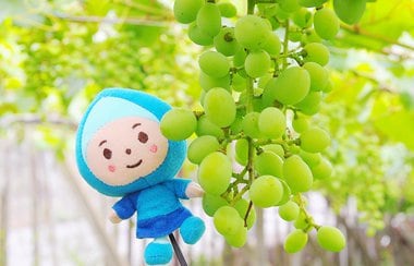 100年前、大阪は日本屈指のブドウ王国だった！？