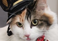 和歌山の猫駅長は今！？