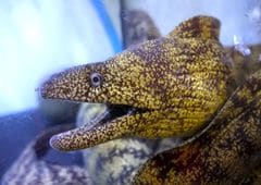 海のギャング「ウツボ」を食べてみたらビックリ！