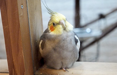 鳥好きが生み出した「インコアイス」とは？