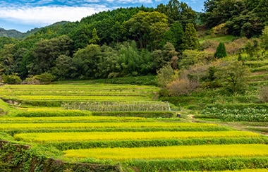 赤色や黒色？明日香村で実るお米とは？