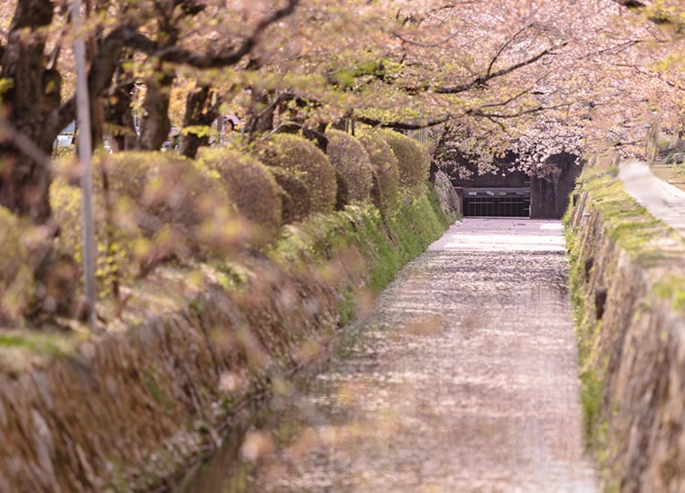水路閣を通った水は、「哲学の道」の横の水路を流れていきます