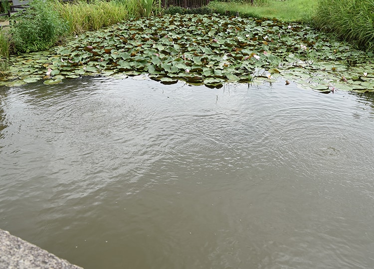 ガジロウが潜んでいるという辻川山公園の池。奥には睡蓮が浮かんでいます