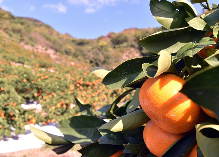 有田市にはたくさんのみかん畑があります