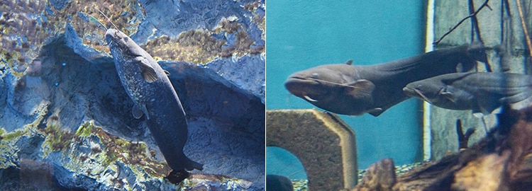 琵琶湖に生息する「イワトコナマズ」は体長60cmほど（左）日本全国に分布する「ナマズ（マナマズ）」は40～60cmほど（右）